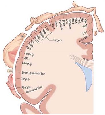 A Survey on the Use of Haptic Feedback for Brain-Computer Interfaces and Neurofeedback